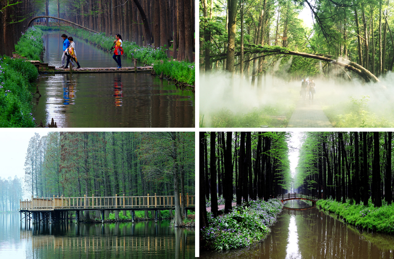 扬州八怪书画院写生创作基地在兴化李中水上森林景区挂牌成立