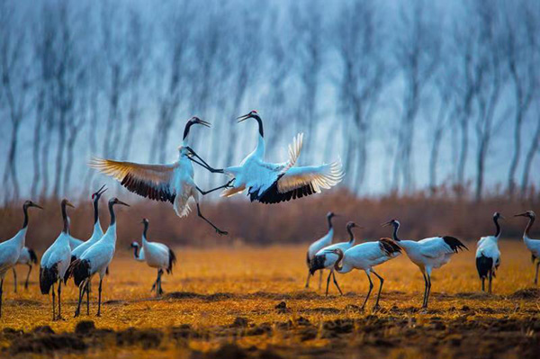 首届中国盐城沿海湿地国际摄影精品展在北京隆重开幕