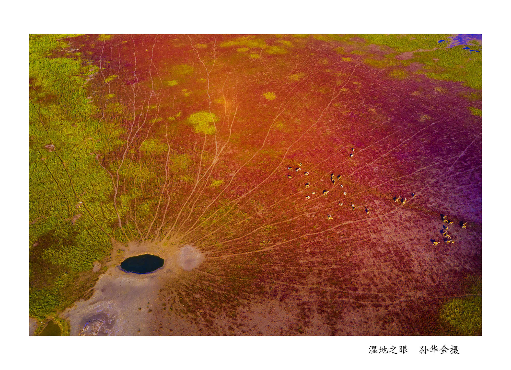 “湿地家园”——孙华金生态摄影精品展开幕