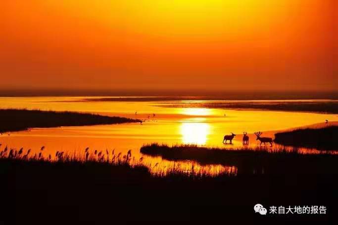 “大美湿地·神鹿家园”江苏沿海生态湿地优秀摄影作品展开幕